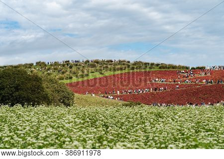 Ibaraki Prefecture, Japan - Oct 20, 2019 : Crowded People Going To The Miharashi Hill To See The Red
