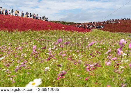 Ibaraki Prefecture, Japan - Oct 20, 2019 : Crowded People Going To The Miharashi Hill To See The Red