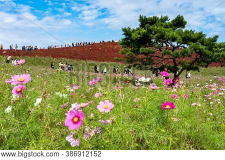 Ibaraki Prefecture, Japan - Oct 20, 2019 : Crowded People Going To The Miharashi Hill To See The Red