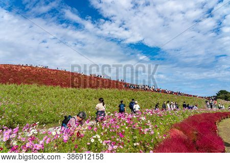 Ibaraki Prefecture, Japan - Oct 20, 2019 : Crowded People Going To The Miharashi Hill To See The Red