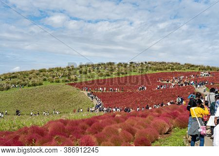 Ibaraki Prefecture, Japan - Oct 20, 2019 : Crowded People Going To The Miharashi Hill To See The Red