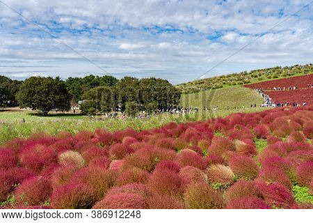 Ibaraki Prefecture, Japan - Oct 20, 2019 : Crowded People Going To The Miharashi Hill To See The Red