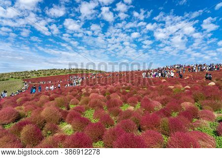 Ibaraki Prefecture, Japan - Oct 20, 2019 : Crowded People Going To The Miharashi Hill To See The Red