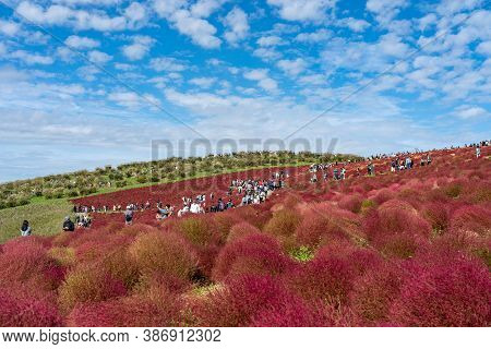 Ibaraki Prefecture, Japan - Oct 20, 2019 : Crowded People Going To The Miharashi Hill To See The Red