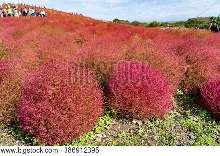 Hitachi Seaside Park Kochia Carnival, Going On The Miharashi Hill To See The Red Kochia Bushes. Ibar