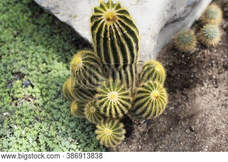 Large Golden Barrel Cactii, Echinocactus Grusonii Within A Desert Ecosystem In The Montreal Botanica
