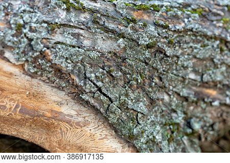 The Bark Of A Tree And And A Drawing On A Log Of A Tree Trunk After Damage Caused By A Bark Beetle. 