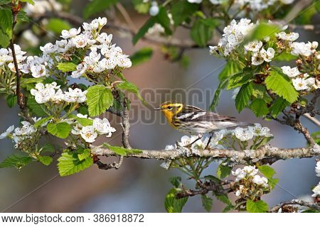 A Blackburnian Warbler Looks Over An Apple Blossom. Bright Yellow With Black Stripes The Warbler Sta