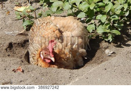 In Winter The Cock  (hen) Is Bathing In The Sand, This Image Click At Day-light From Siliguri, West 