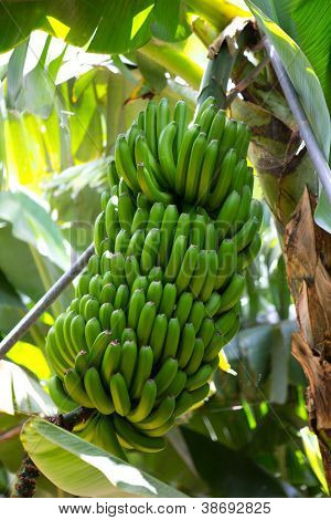 สวนกล้วย canarian Platano ในหมู่เกาะคะเนรีปัลลา