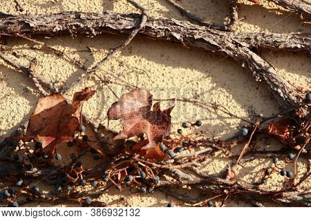 The Dry Climber Tree Climbed On The Mortar Wall. The Branch And Dry Leaves Of Tree Climbed On The Ce