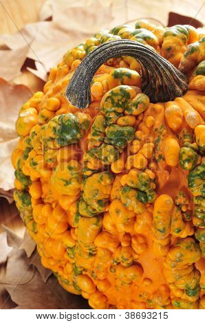 primo piano di una cinghiale dalle verruche zucca su un autunno foglie sfondo