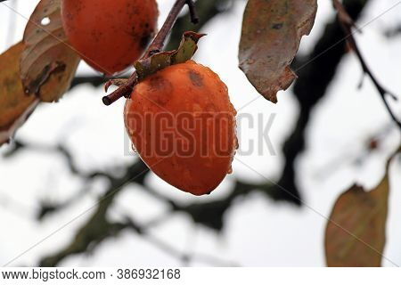 Orange Japanese Persimmon Fruit On The Tree And Droplet After Rain On White Sky Background. It Is An