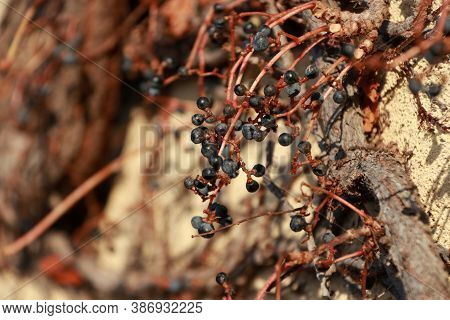 Berry In Some Sort Winter On The Dry Climber Tree Climbed On The Mortar Wall. Closeup Some Kind Of S