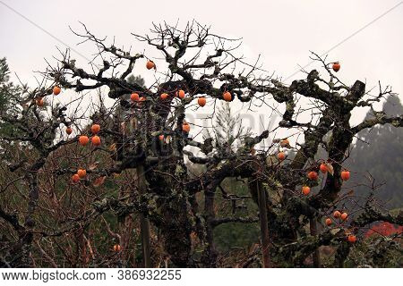 The Branch Of Japanese Persimmon Tree And Full Of Orange Persimmon Fruit With Droplet After Rain On 