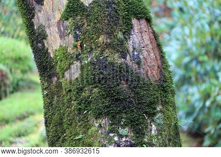 Texture Of Tree Trunk With Lichen Moss And Background Green Tree. Pattern Of Tree Bark With Thalloph
