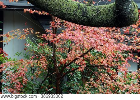 Green Orange And Red Japanese Maple Leaf On The Tree After Rain And The Tree Trunk With Lichen Moss.