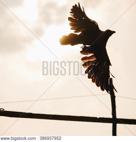 Silhouette Of A Crow Taking Off To Fly With Wings Spread Out And Back-lit By The Sun
