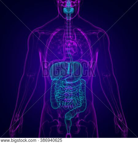 Human Digestive System Anatomy For Medical Concept 3D
