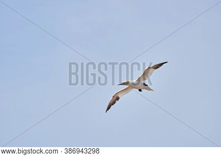 A Single White And Yellow Gannets Flies Through The Blue Sky. The Northern Gannet Has A Wide Wing Sp