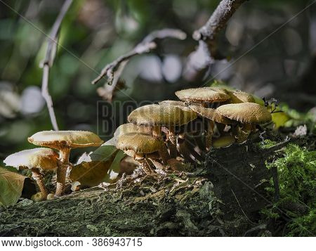 The Sheathed Woodtuft (kuehneromyces Mutabilis) Is An Edible Mushroom , Stacked Macro Photo