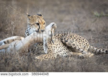 Cheetah Killing An Antelope In Ndutu In Tanzania