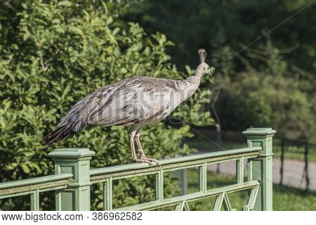 A Large Light-colored Peacock Stands On A Green Railing On A Bridge.