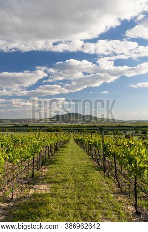 Spring vineyards under Palava near Sonberk, South Moravia, Czech Republic