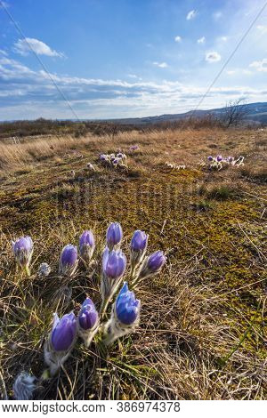 Pasque flower, National park Podyji, Southern Moravia, Czech Republic