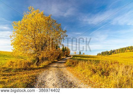 road with autumn tree near saddle Beskyd in Slovakia