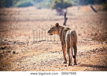 Arslan: luangwa Milli Parkı Zambiya