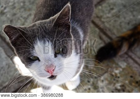 Young Stray Cat Male In White And Grey Colors, Close-up Photo
