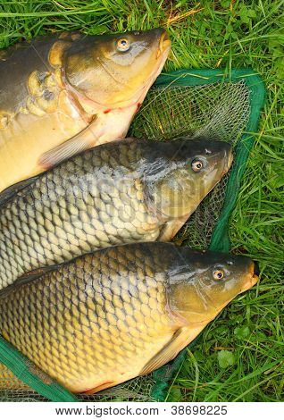 Pescar en la red de pesca. La carpa común (Cyprinus Carpio). En Europa Central (Polonia y República Checa