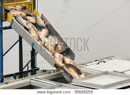 Cosecha de otoño de las carpas del estanque de peces a los mercados de Navidad en República Checa. En Europa Central (Po
