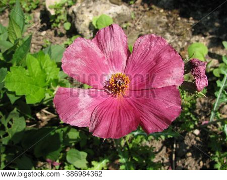 Blooming Argemone Sanguinea (red Prickly Poppie) In A Garden