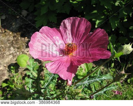 Blooming Argemone Sanguinea (red Prickly Poppie) In A Garden