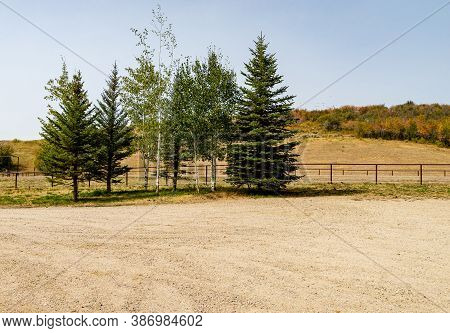 A Small Group Of Treees By A Dirt Area With Mountains In The Backgorund.
