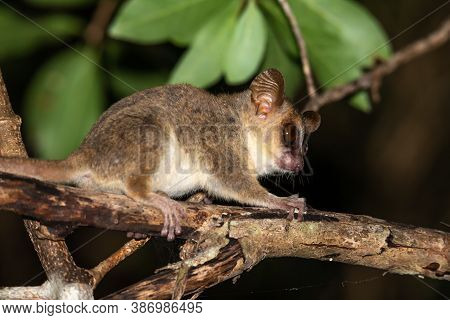 A Mouse Lemur Moves Along The Branches Of A Tree