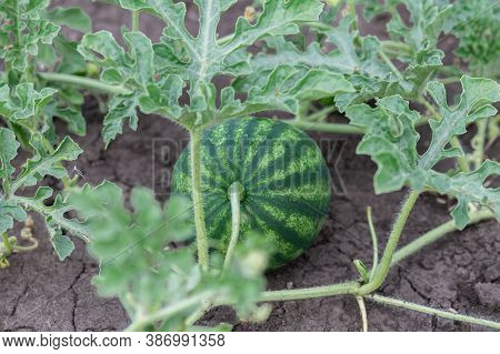 Organic Watermalon Growing In A Garden Growing