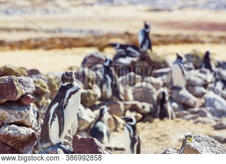 Magellanic Penguin (Spheniscus magellanicus) in Patagonia