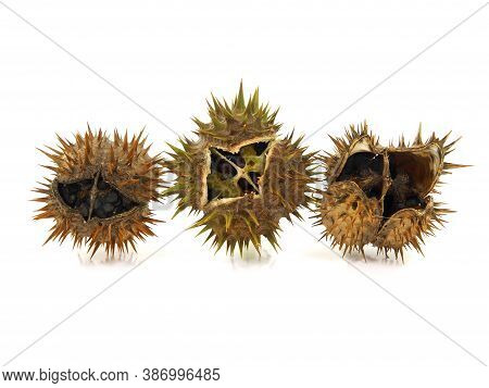 Seed Pods Of Jimson Weed Isolated On White Background. Datura Stramonium