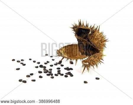 Pod And Seeds Of Jimson Weed Isolated On White Background. Datura Stramonium