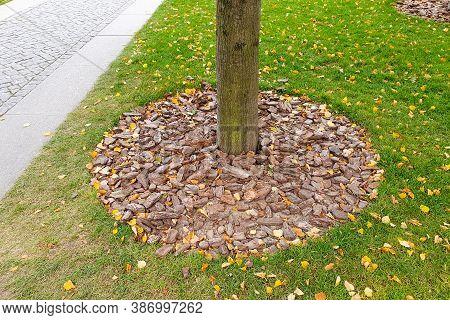 The Joint Of The Two Coatings - Grass Lawn And Ulverised Tree Bark Mulch. Tree Care And Landscaping 