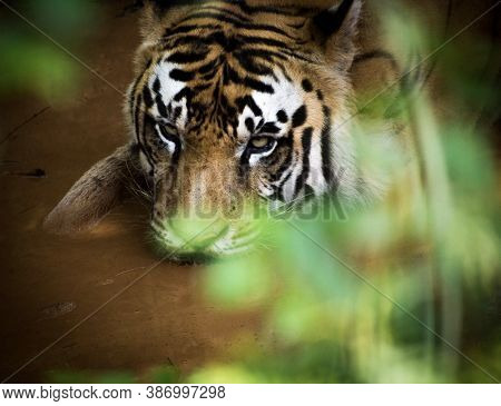 A Tiger's Eyes Look Menacing Even When He Is Thirsty