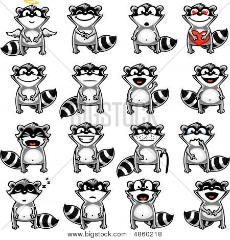 Racoons