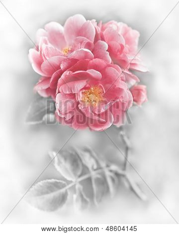 Astratto romantico rosa rose fiori