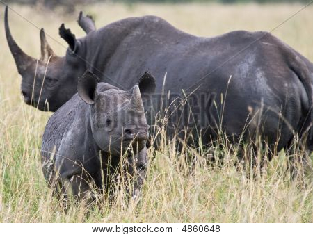 Rhino und Kalb