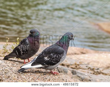 Blue-green Pigeons