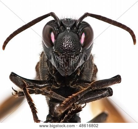 Ritratto di paper Wasp isolata On White Background
