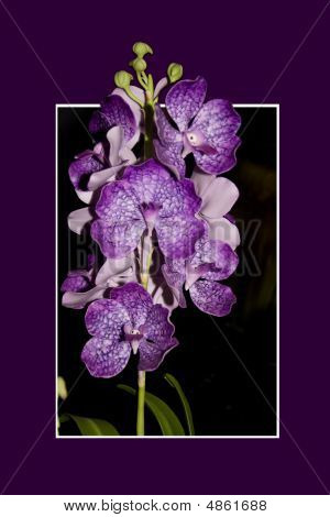 Orchideeën